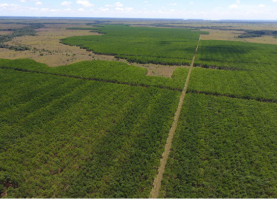 Vichada Climate Reforestation Project (PAZ)